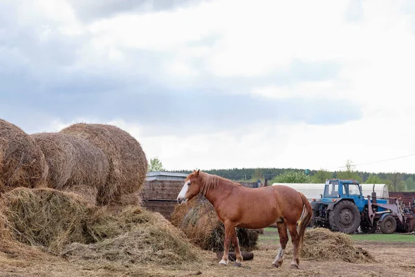 Vesnický Kůň Žvýká Seno — Stock fotografie