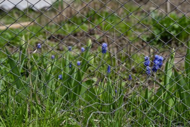 Ülkede çit ağları