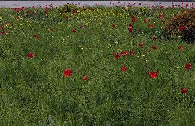 Bahçedeki kırmızı laleler