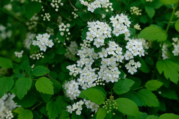 Beyaz Çiçek Ortak Düşleri