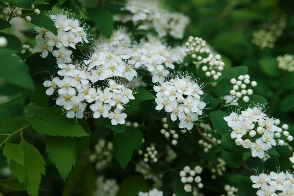 White Flower Common Dreams — стоковое фото