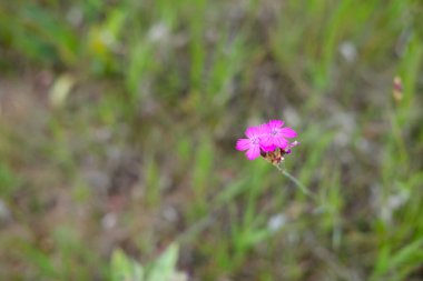 Makrodaki güzel yabani çiçek
