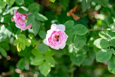 Pembe güllerin üzerinde bir arı