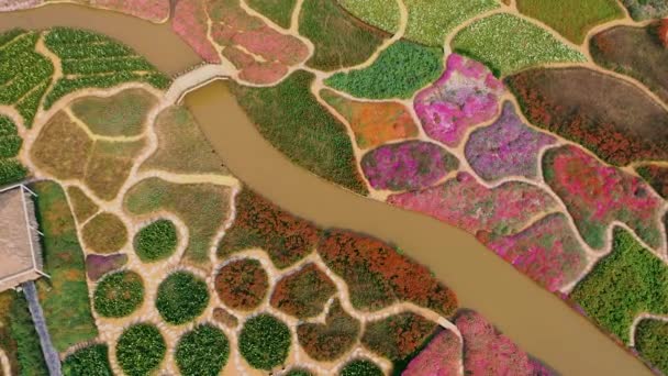 HANOI, VIETNAM - APRIL, 2020: Aerial panorama view of the canal with decorative bridge in the flower garden of Hanoi. — Stock Video