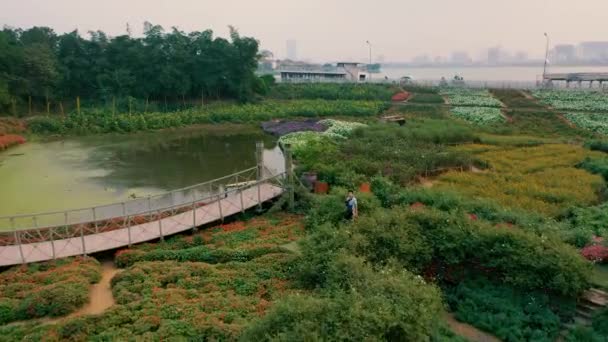 HANOI, VIETNAM - APRIL, 2020: Aerial drone view of the flower garden with verandas and canal near west lake of Hanoi. — Stock Video