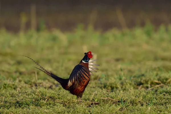 Pheasant courtship display — Stock Photo, Image