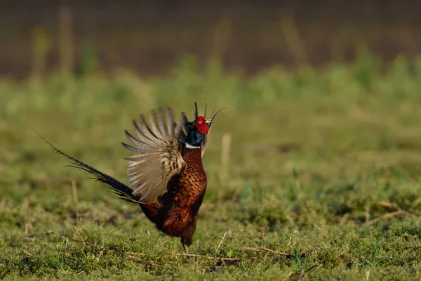 Pheasant courtship display — Stock Photo, Image