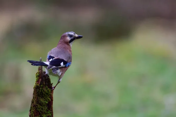 Jay em madeira — Fotografia de Stock