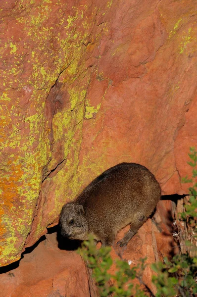 Dassie rock na rocha — Fotografia de Stock