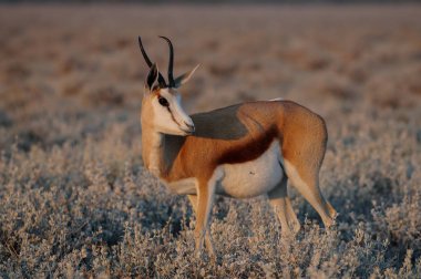 Springbock arıyor
