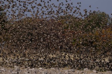 Redbilled Kuelalar sürüsü