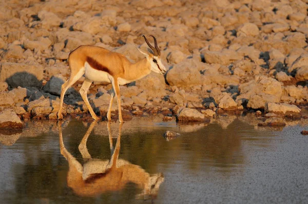 Springbock w waterhole — Zdjęcie stockowe