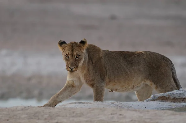 Λιοντάρι στην έρημο — Φωτογραφία Αρχείου