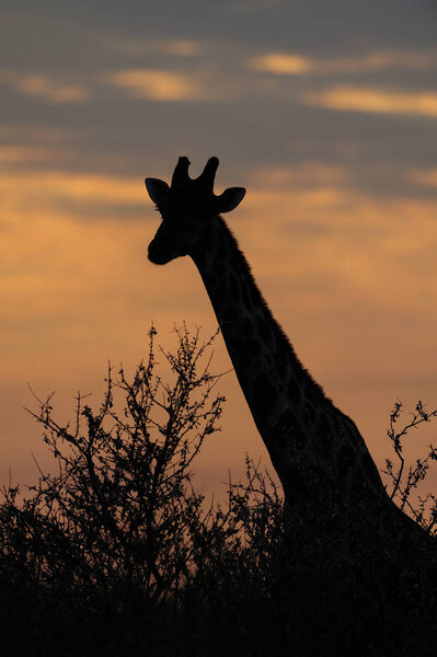 Giraffe before sunrise, etosha-nationalpark, namibia