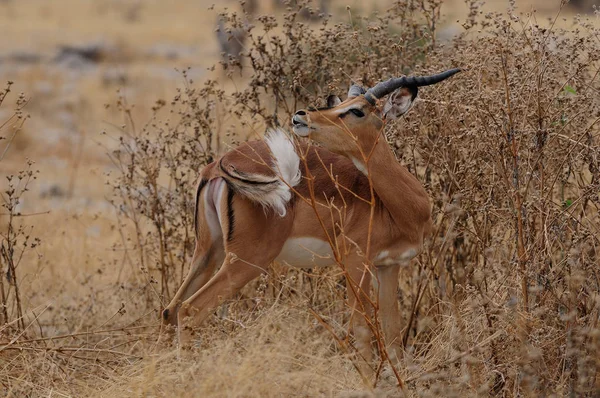Preto enfrentado impala — Fotografia de Stock