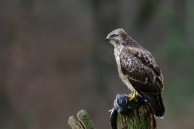 Bayağı Şahin, Yırtıcı Kuş