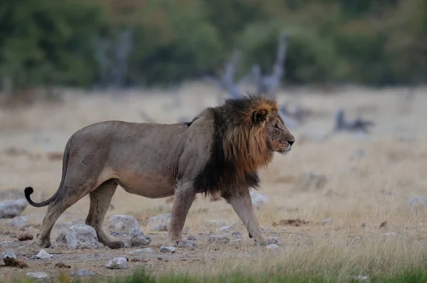 Lion at the dry season — Stock Photo, Image