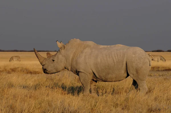 Rinoceronte branco nas pastagens — Fotografia de Stock