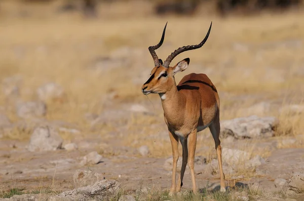 Czarny w obliczu impala w porze suchej — Zdjęcie stockowe