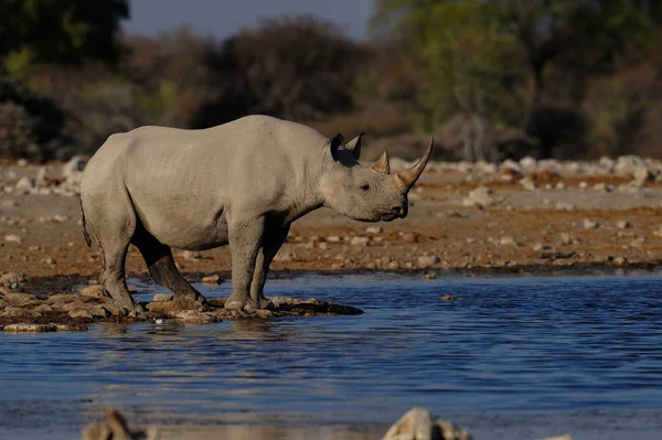 Rinoceronte negro no buraco da água — Fotografia de Stock