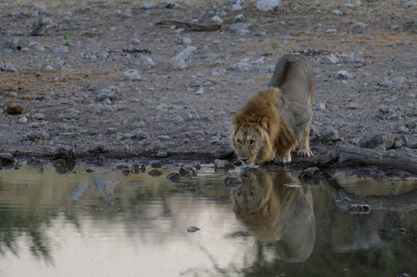 León en el abrevadero — Foto de Stock