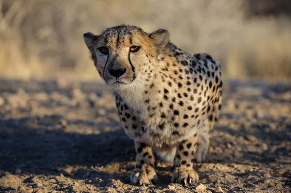 Cheetah, assieds-toi — Photo