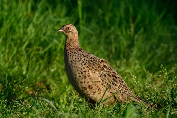 Pheasant female at grass — Stock Photo, Image