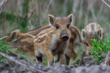 Wild boar, young boar clipart