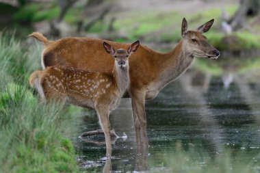 Kızıl geyik buzağı ile