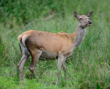 Red deer female on the meadow clipart