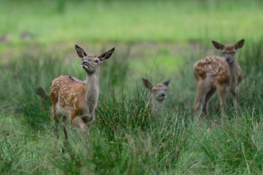 Red deer calfs in the meadow clipart