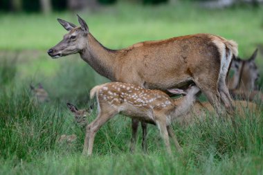 Red deer suckle her calf clipart