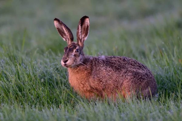 Brown hare in the meadow — Stock Photo, Image