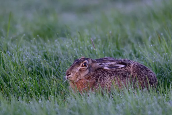 Brown hare are fear — Stock Photo, Image