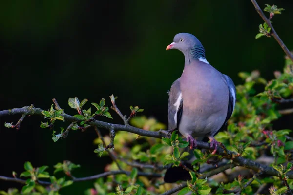 Woodpigeon sit on the knot