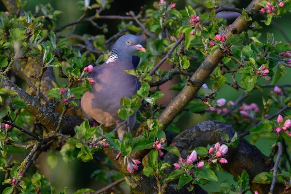 Woodpigeon sentar-se na macieira — Fotografia de Stock