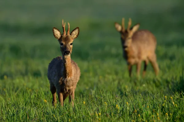 Roebucks na wiosnę — Zdjęcie stockowe