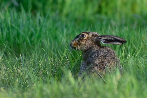 Коричневый заяц сидит на лугу — стоковое фото