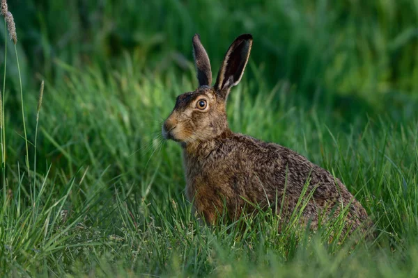 注意深く見て茶色のノウサギ — ストック写真