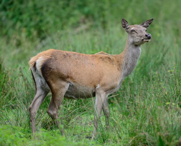 Edelhert vrouw op de weide — Stockfoto