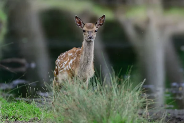 Edelhert kalf bij de vijver — Stockfoto