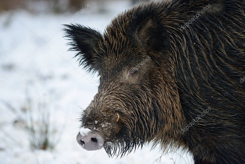 Wild boar head in the winter