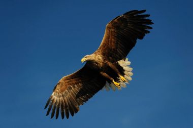 Mavi gökyüzü beyaz kuyruklu kartal anında