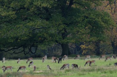 Alageyik çayır on sürüsü