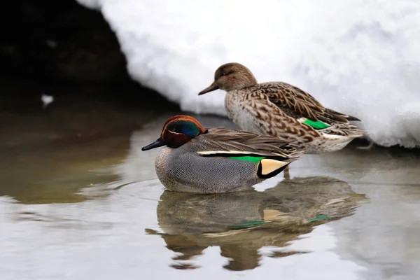 Teal par på vintern dammen — Stockfoto