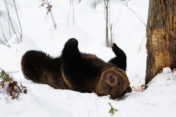 Бурий ведмідь, гра в снігу — стокове фото