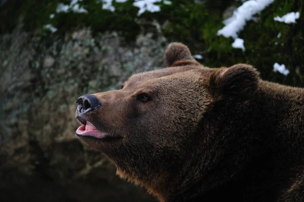 Бурий ведмідь голову портрет взимку — стокове фото