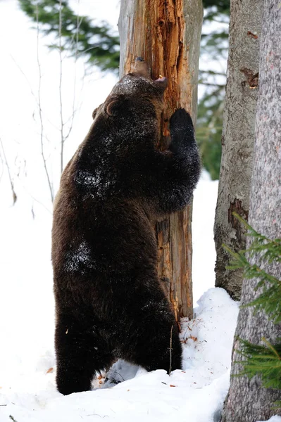 Бурий ведмідь стоячи на дерево — стокове фото