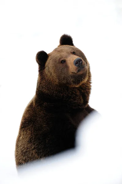 Дивлячись бурий ведмідь, зима — стокове фото