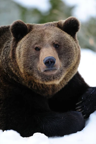 Бурий ведмідь портрет взимку — стокове фото